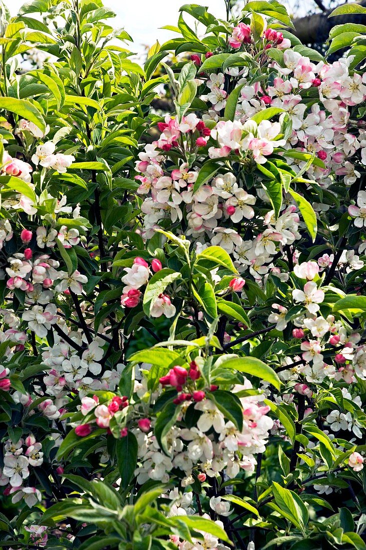 Apple blossom (Malus 'Pom Zai')