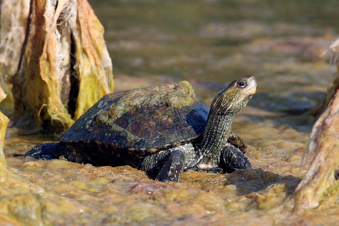 Caspian turtle amongst algae