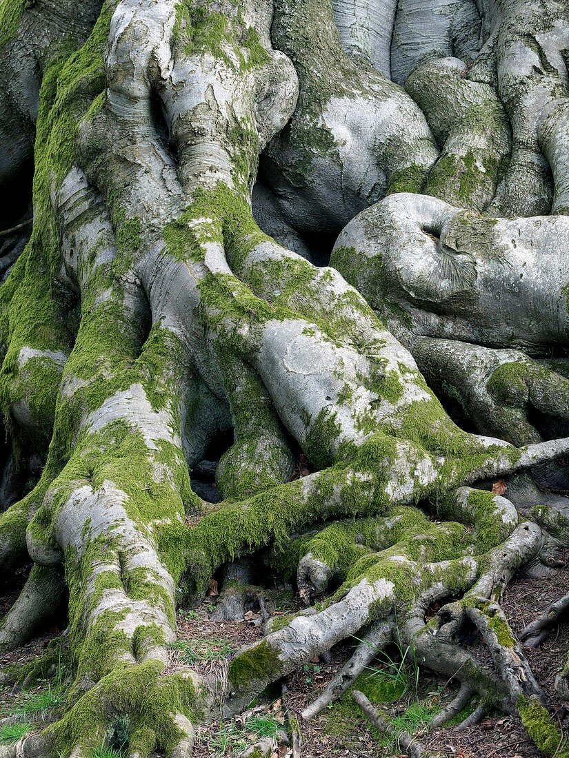 Beech tree (Fagus sylvaticus)