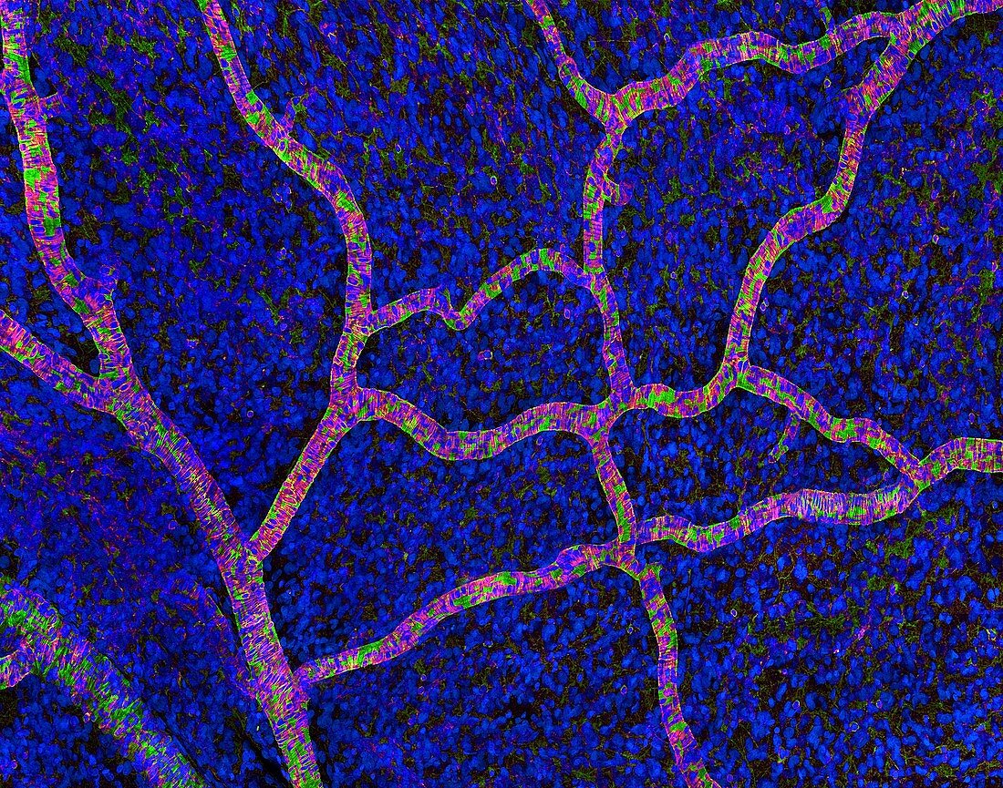 Brain blood supply,confocal micrograph