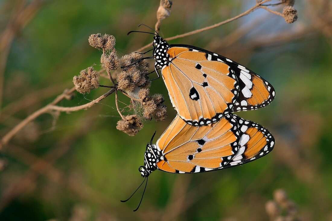 African monarch butterflies mating