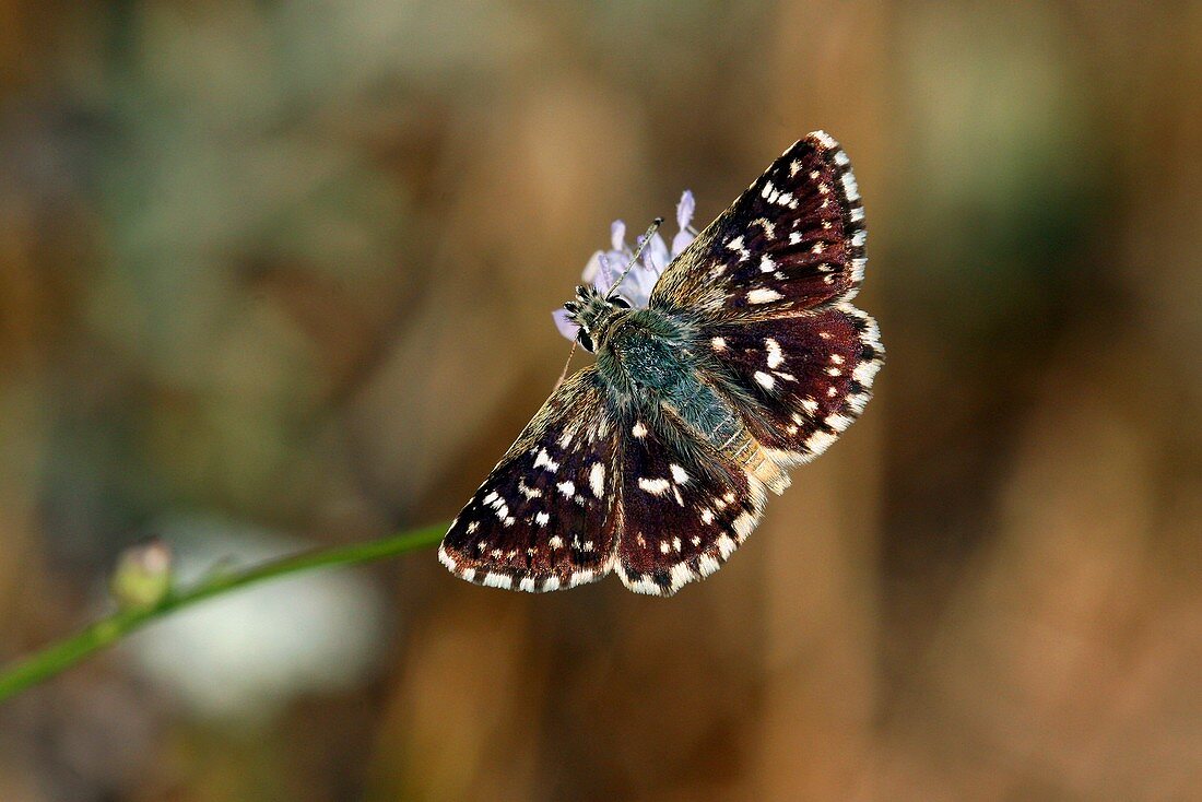 Mallow skipper butterfly