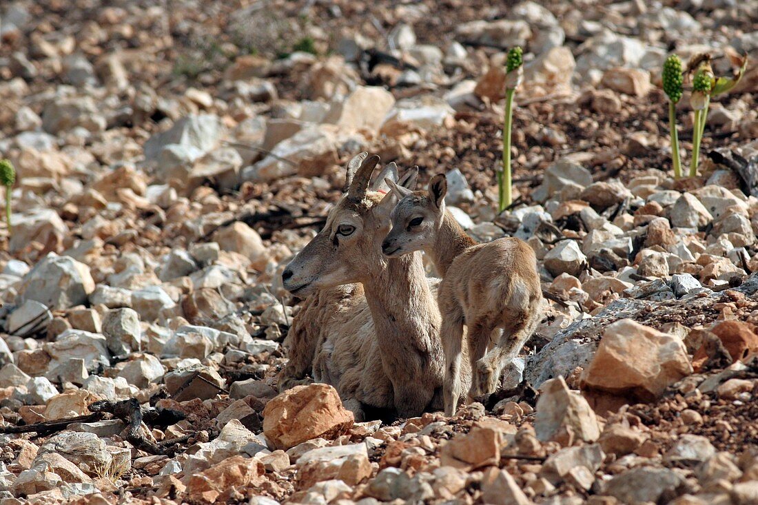 Female and young mouflon