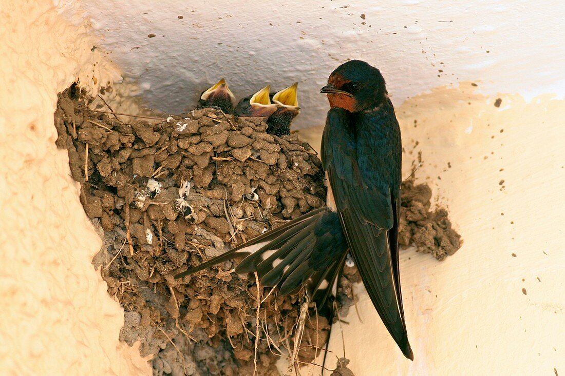 Barn swallow and hatchlings