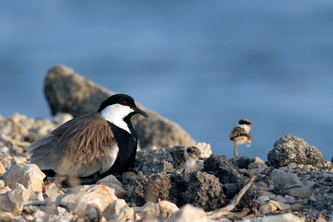Spur-winged plover and chick