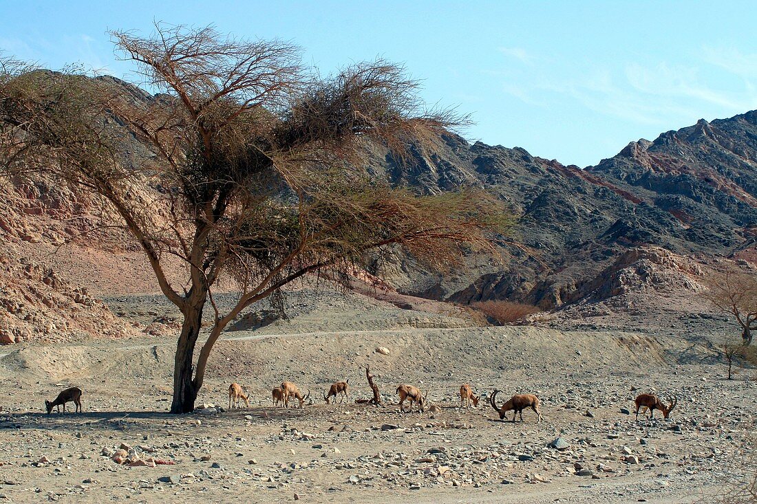 Nubian ibex in the desert
