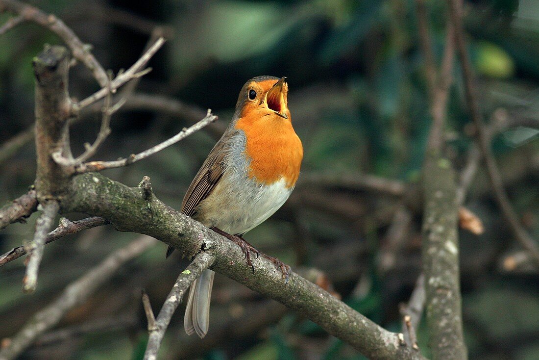 European robin singing