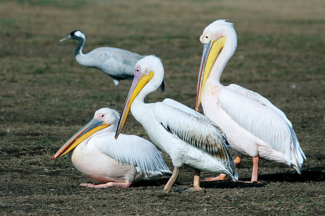 Pelicans and a grey crane