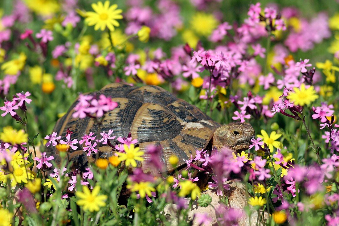 Greek tortoise in a field of wild flowers