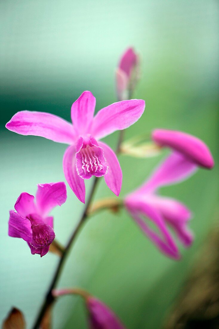 Chinese Ground Orchid (Bletilla striata)