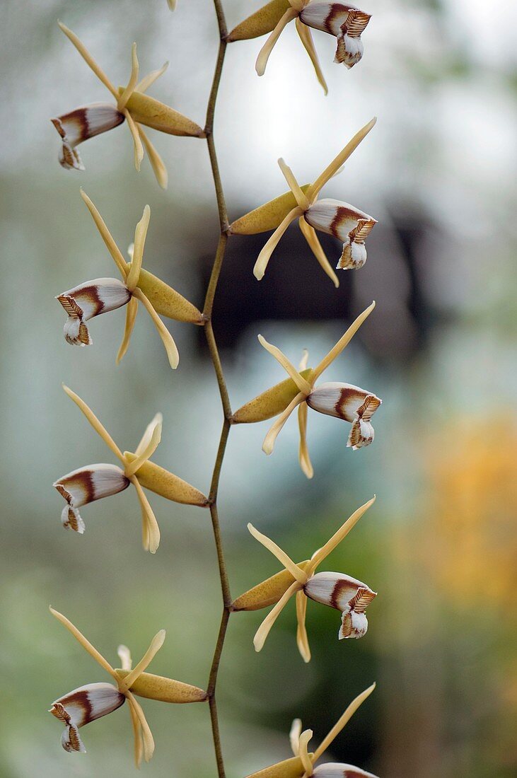 Orchid (Coelogyne dayana)
