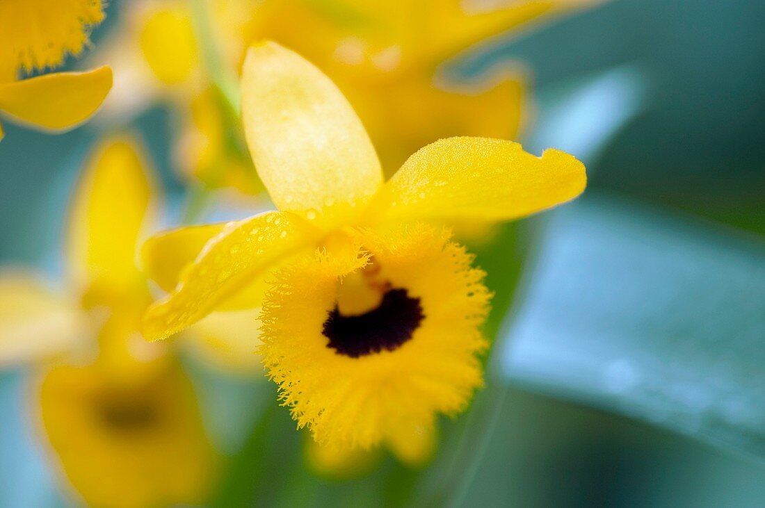 Orchid (Dendrobium fimbriatum)