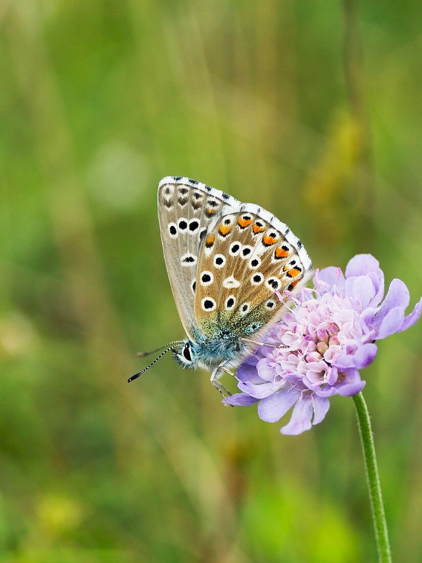 Butterfly feeding on Small Scabious