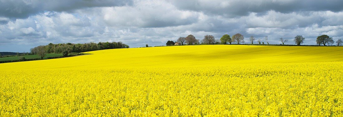 Oilseed Rape (Brassica napus)