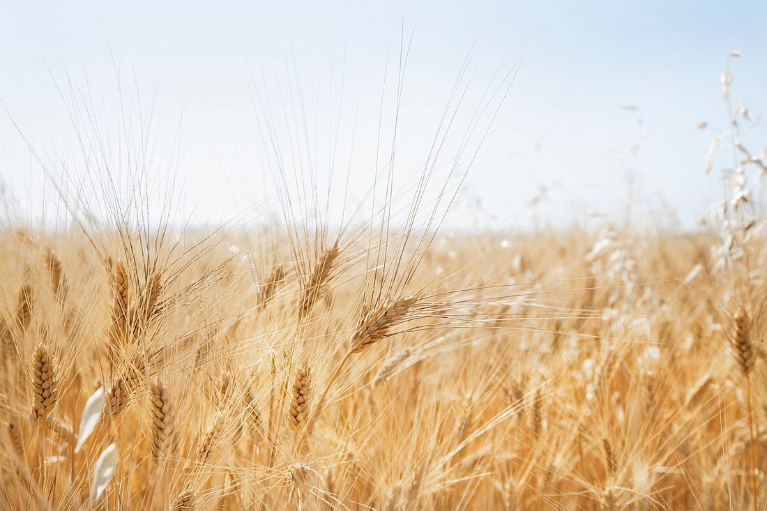 Ripe ears of barley in a field