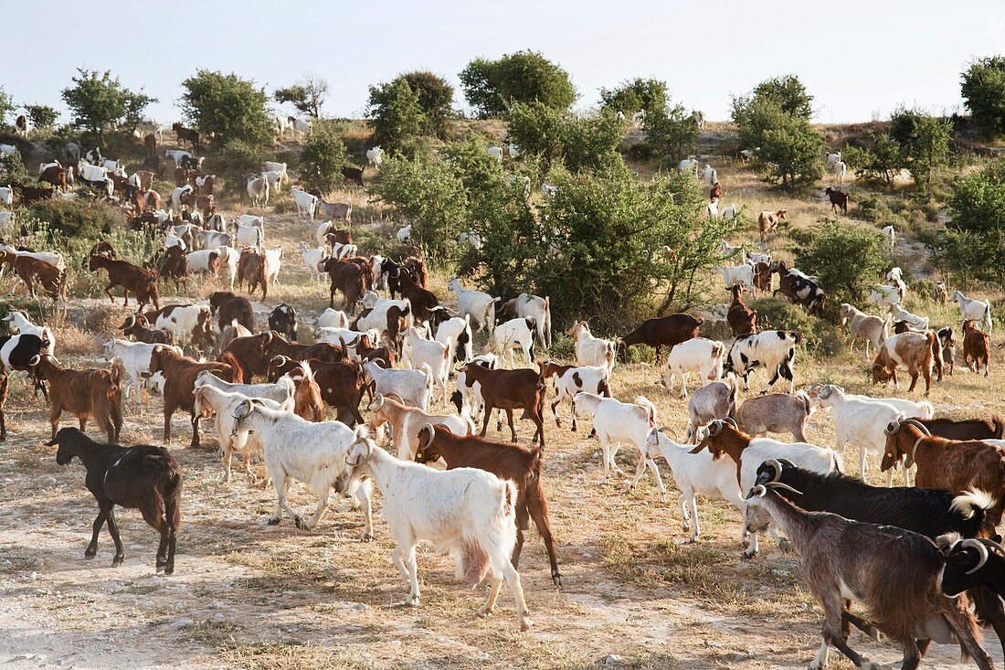 A large herd of mediterranean goats