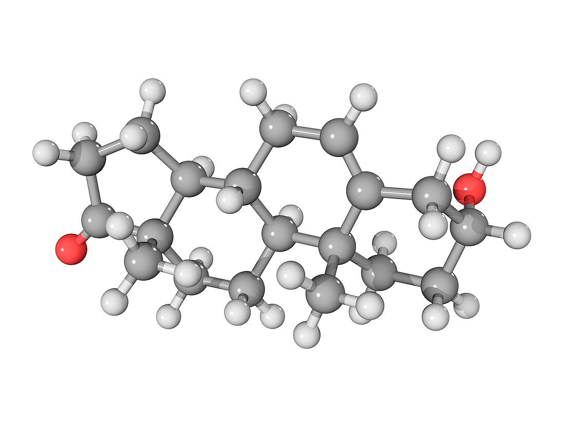 DHEA hormone,molecular model