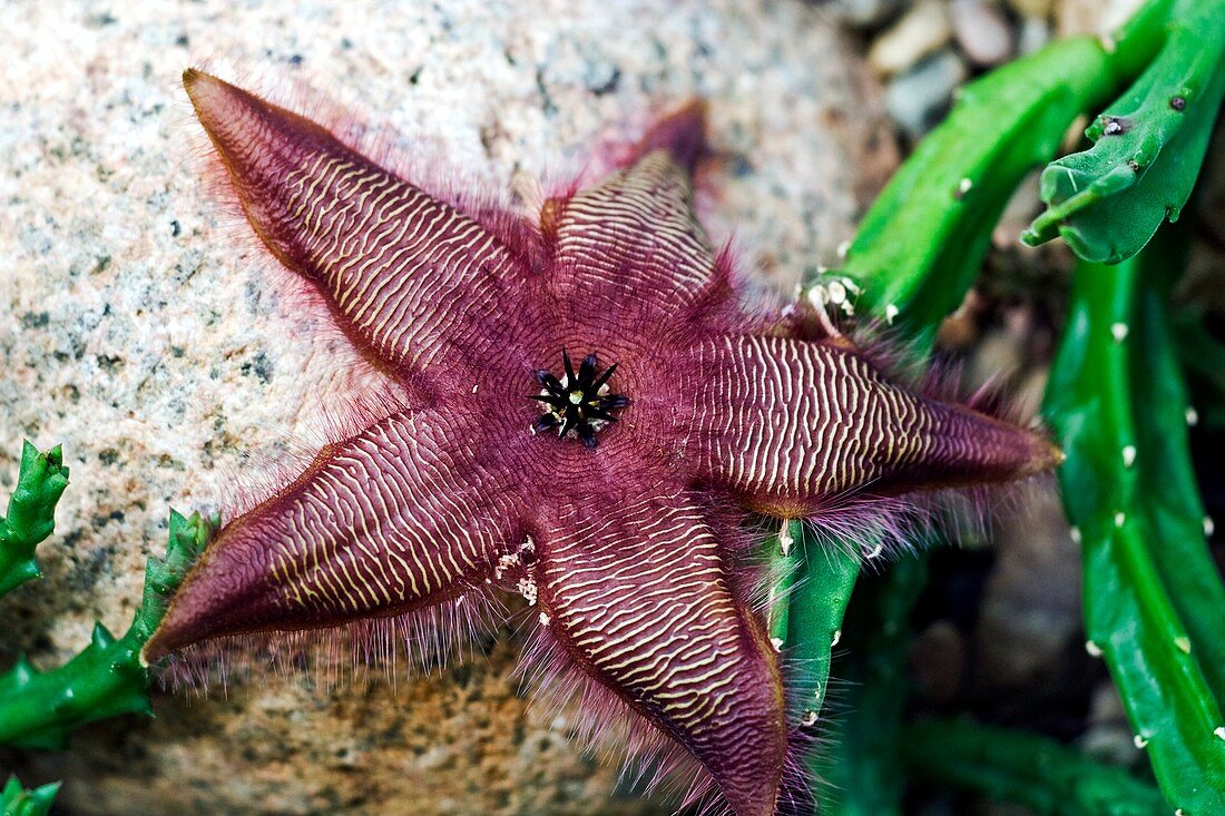 Starfish flower (Stapelia somonensis)