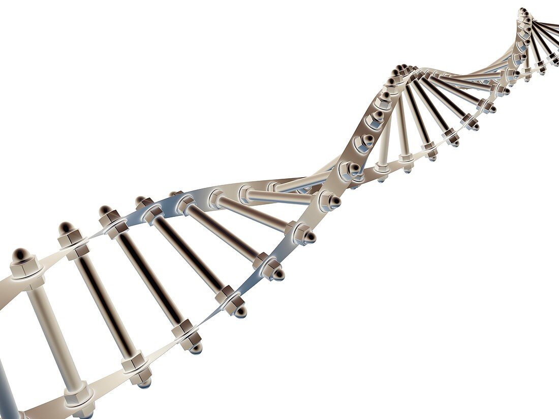 DNA molecule