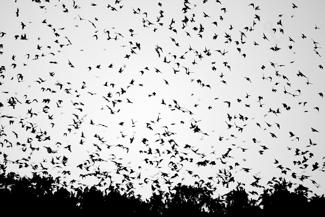 European starling flock roosting