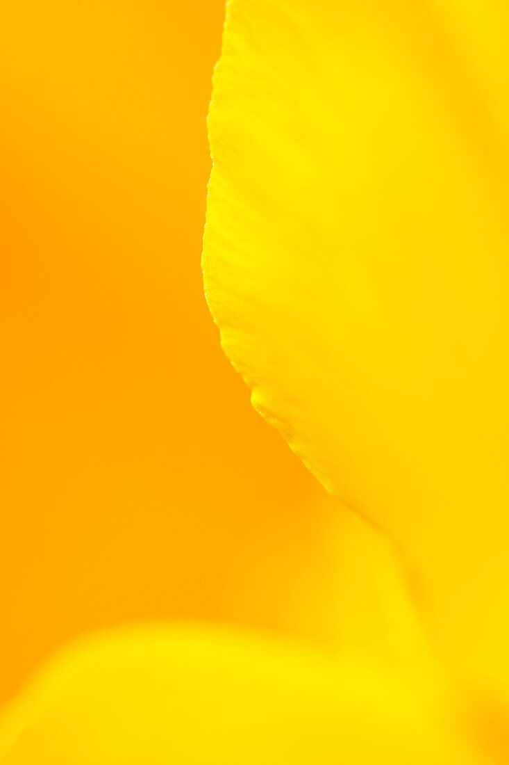 Eschscholzia californica petals