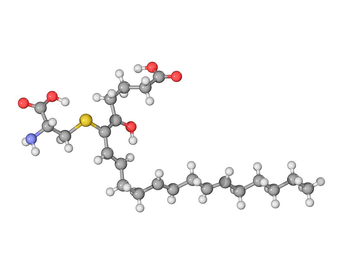 Leukotriene E4 molecule