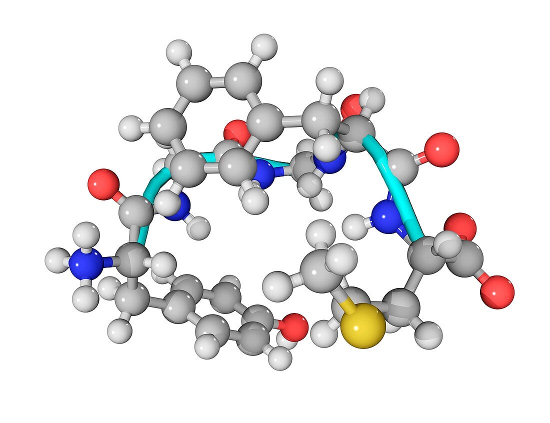 Met-enkephalin molecule