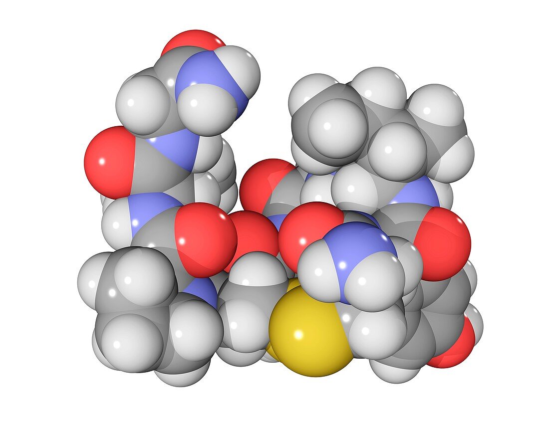 Oxytocin neurotransmitter molecule