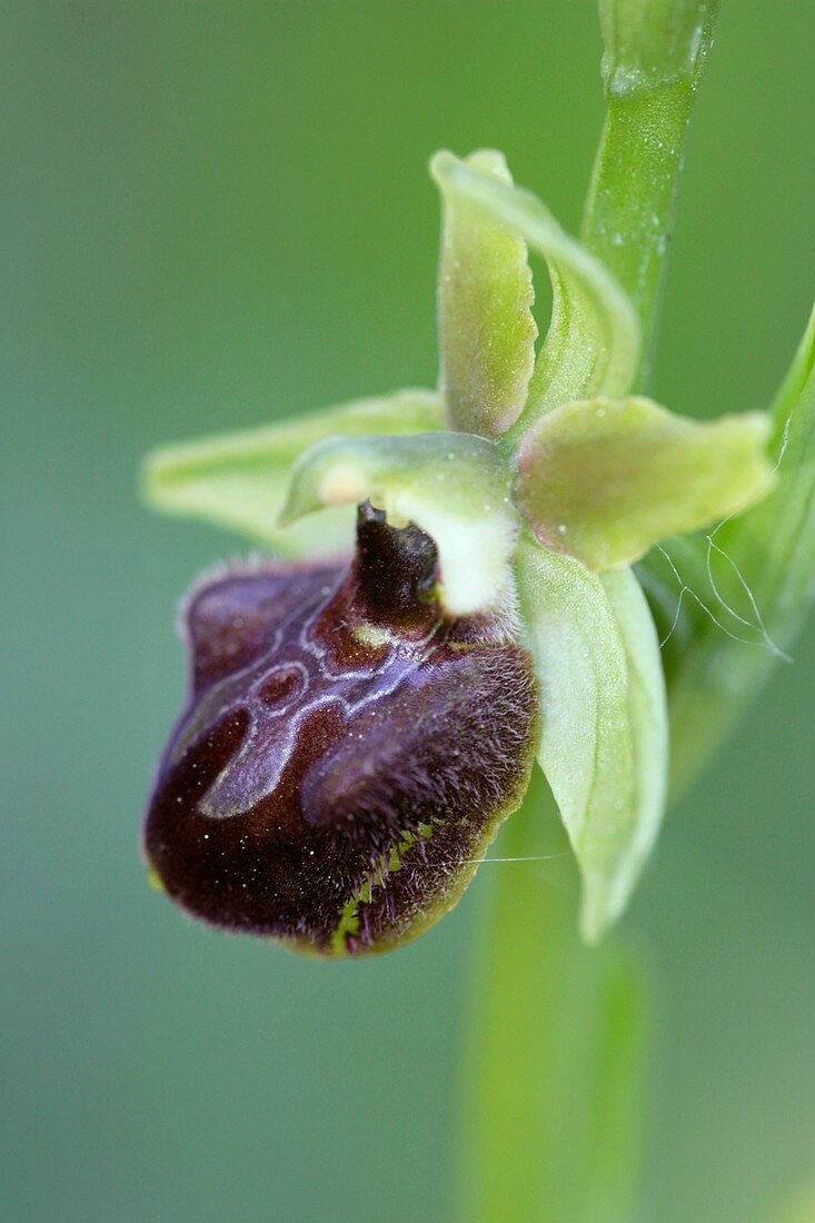 Orchid flower