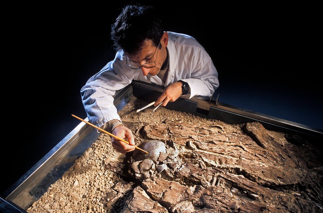 Archaeological skeleton restoration