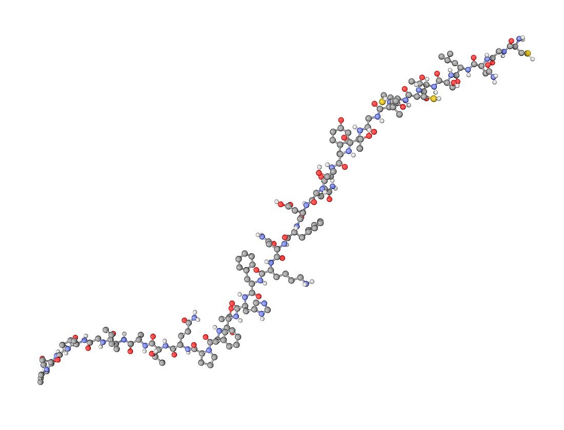 Calcitonin hormone molecule