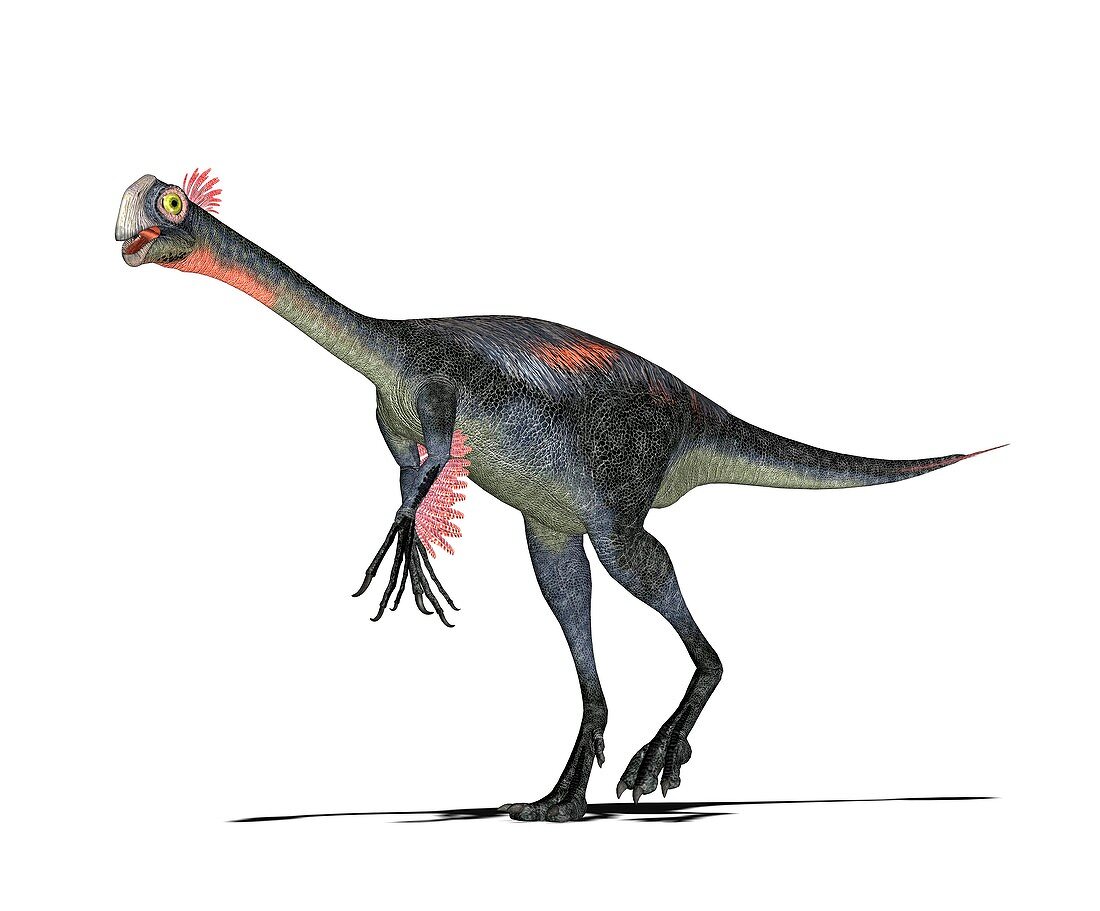Einiosaurus dinosaur,artwork