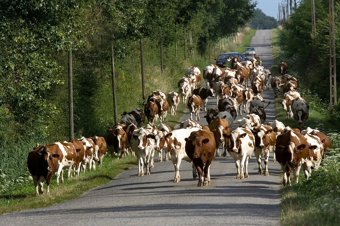 Dairy herd in rural France