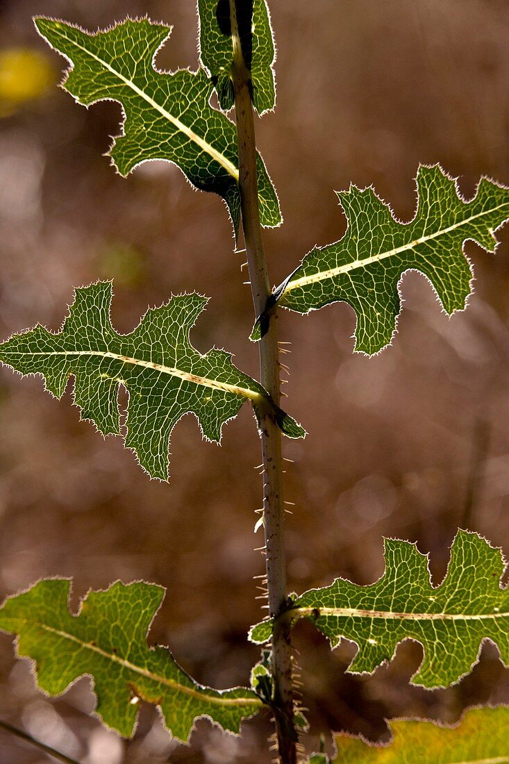 Prickly Lettuce (Lactuca serriola)