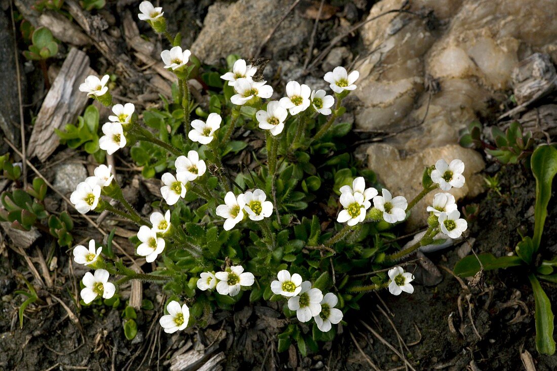 Scree Saxifrage (Saxifraga androsacea)