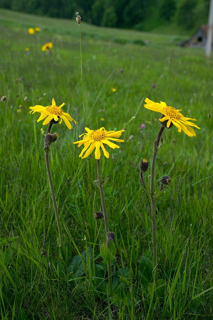 Wild Arnica (Arnica montana)