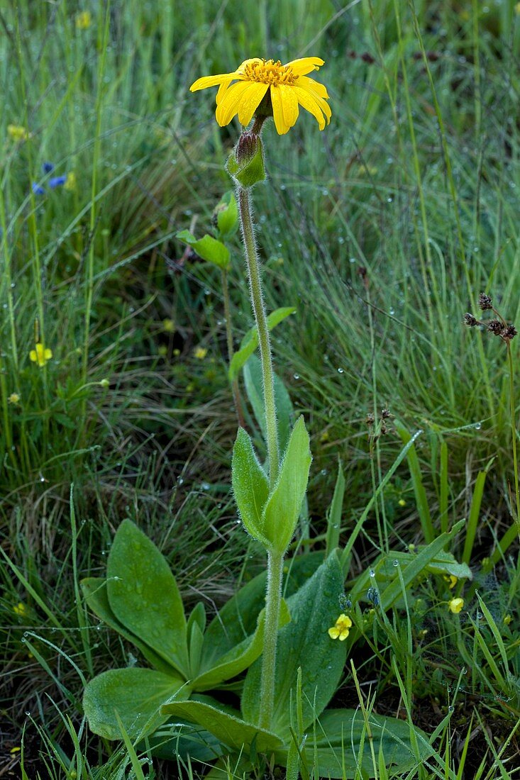 Wild Arnica (Arnica montana)