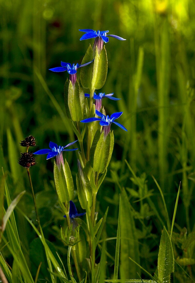 Bladder Gentian (Gentiana utriculosa)