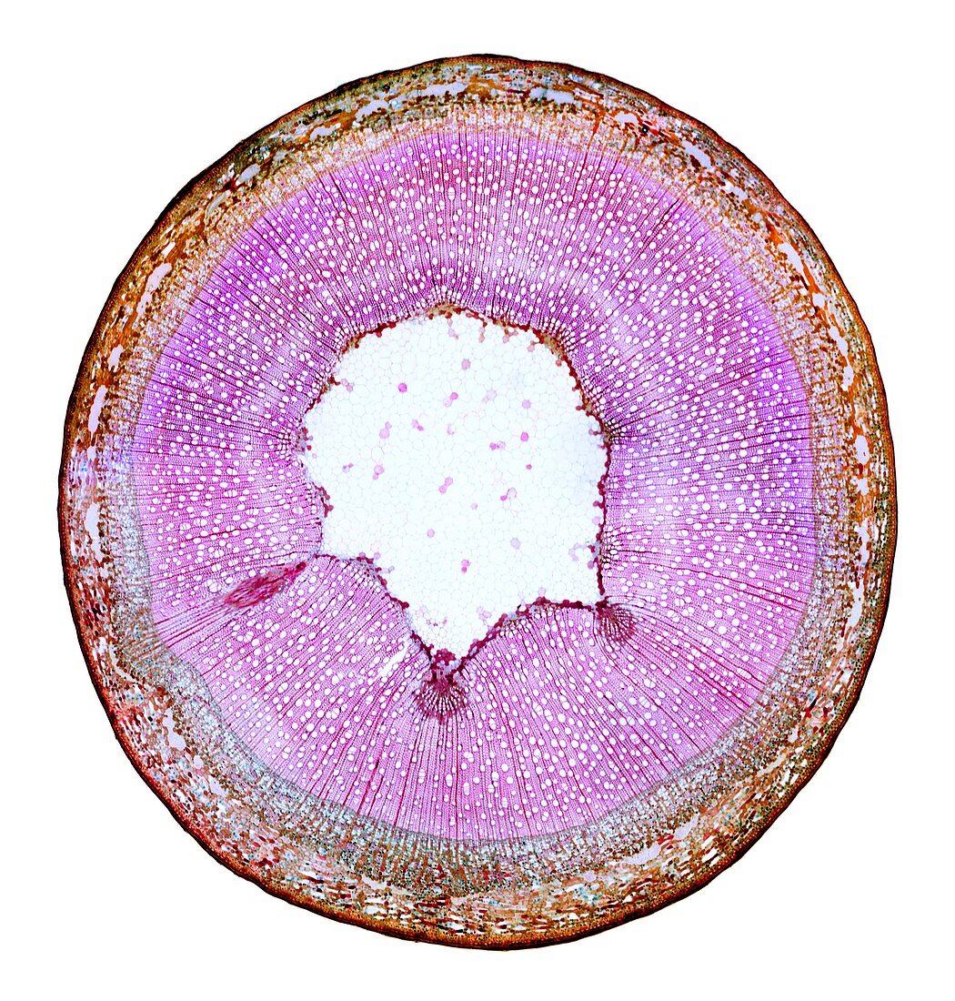 Willow stem,light micrograph