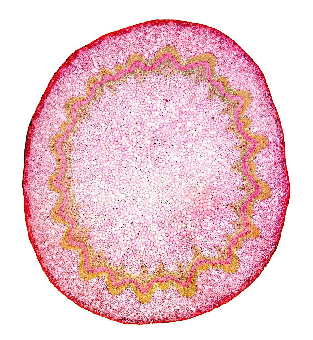 Spikenard stem,light micrograph