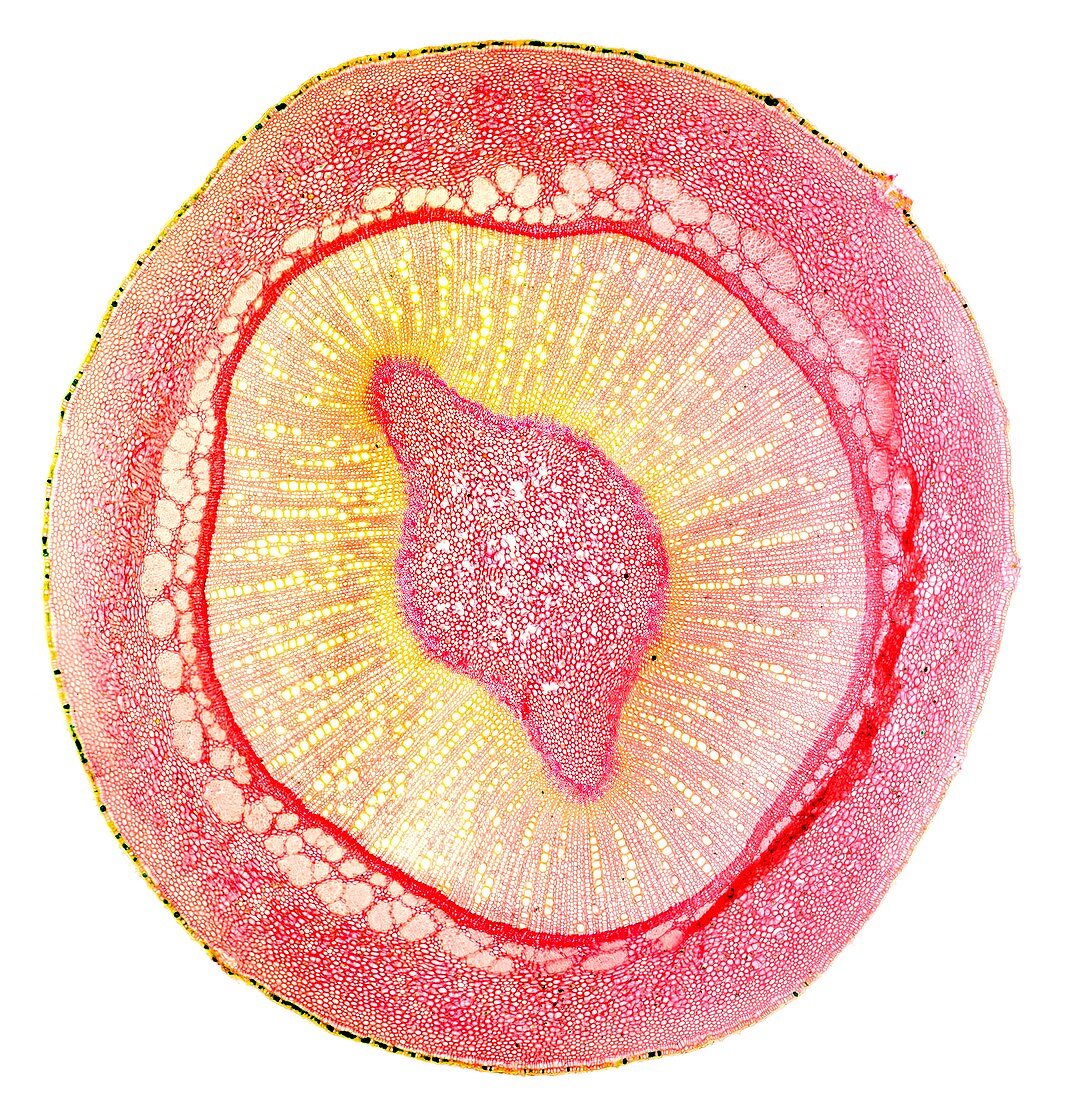 Oleander stem,light micrograph