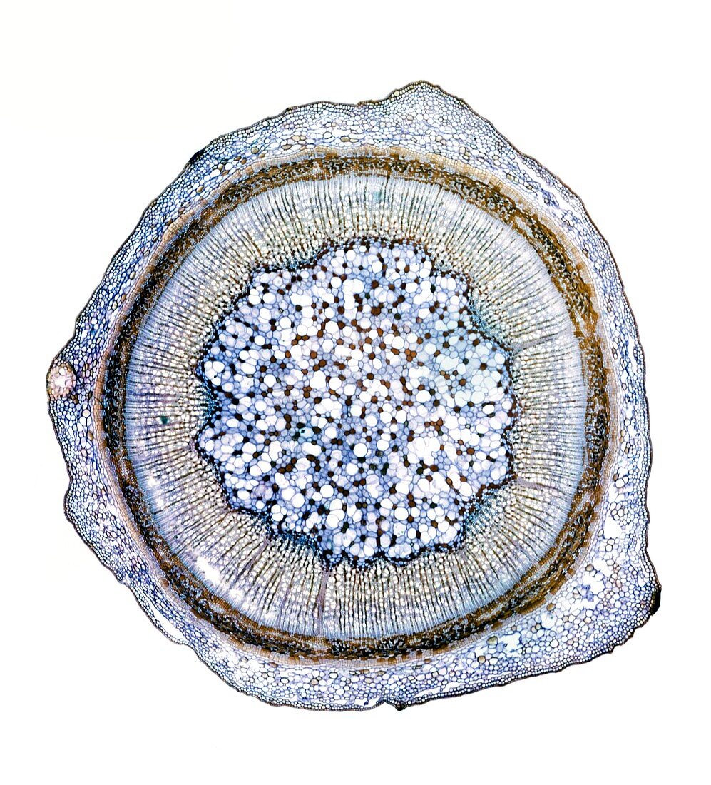 Blackcurrant plant stem,light micrograph