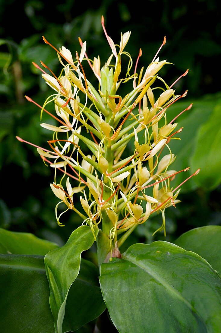 Kahili Ginger (Hedychium gardnerianum)