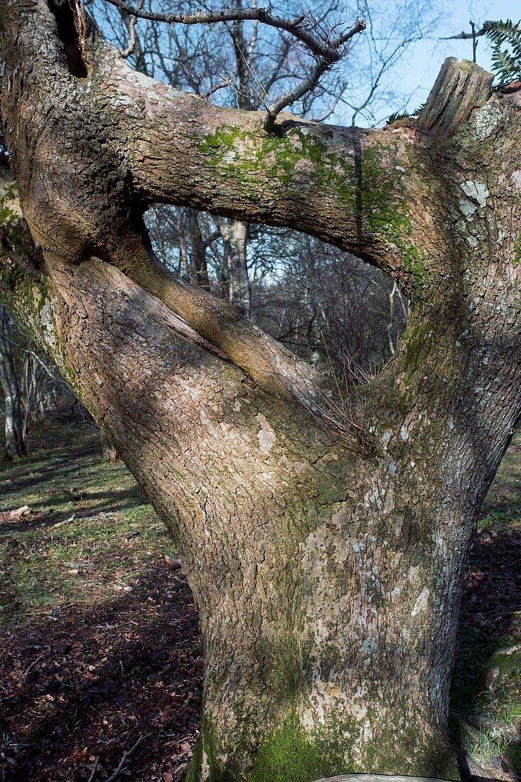 Oak tree (Quercus)
