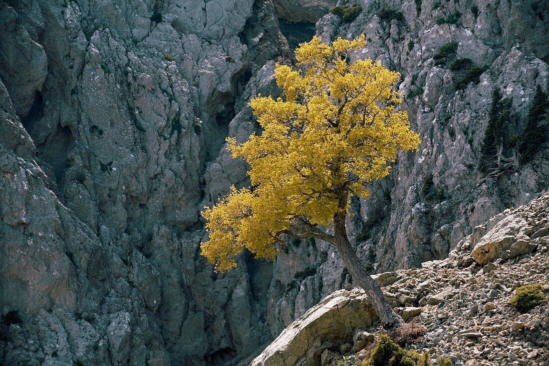 Cretan Maple (Acer sempervirens)