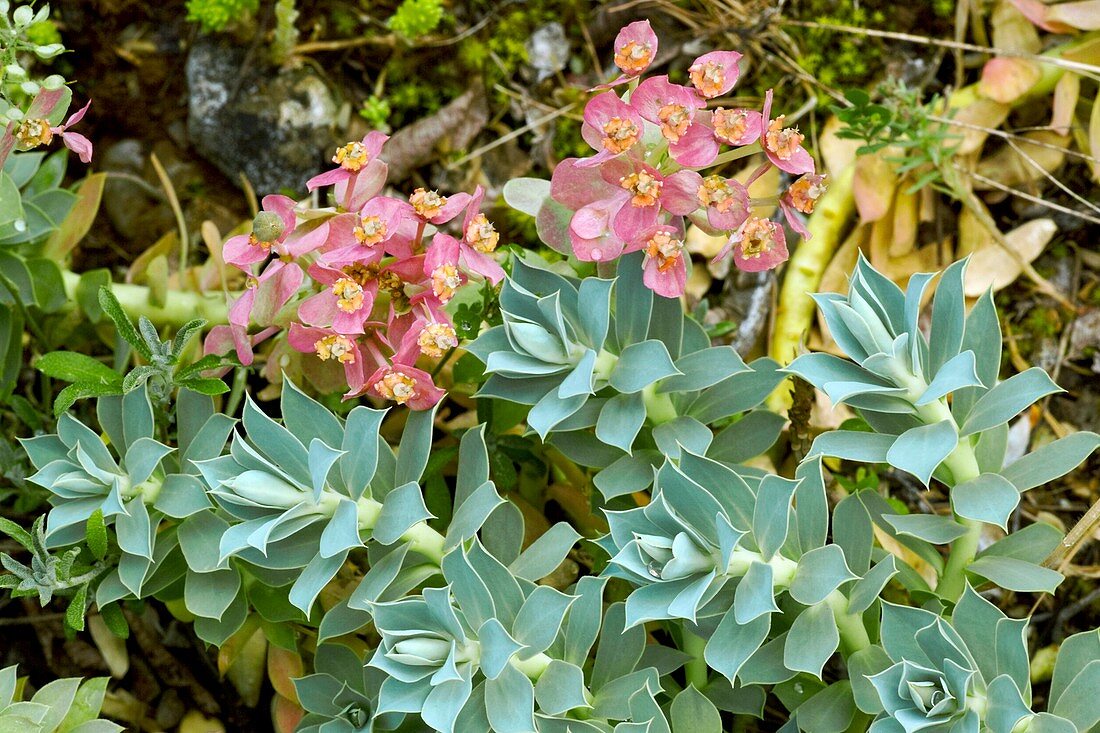 Spurge (Euphorbia myrsinites)