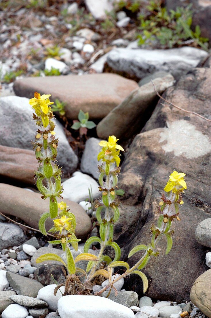 Sideritis montana