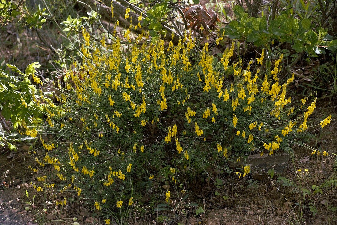 Black broom (Lembotropis nigricans)