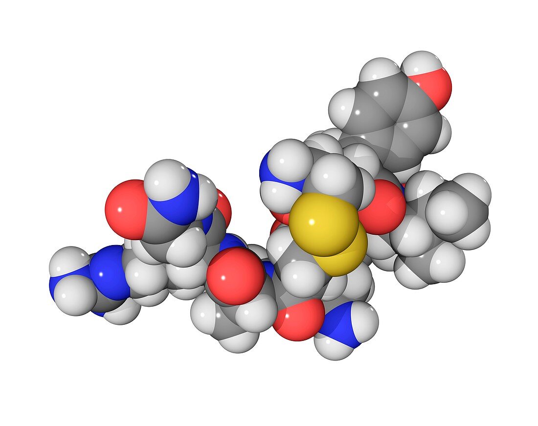 Vasopressin hormone molecule