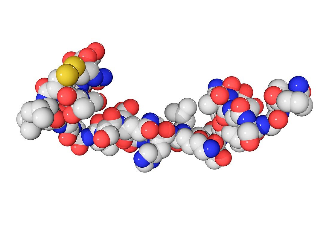 Salmon calcitonin hormone molecule